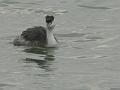 2008_12_Camargue_04 Les Saintes Maries_31